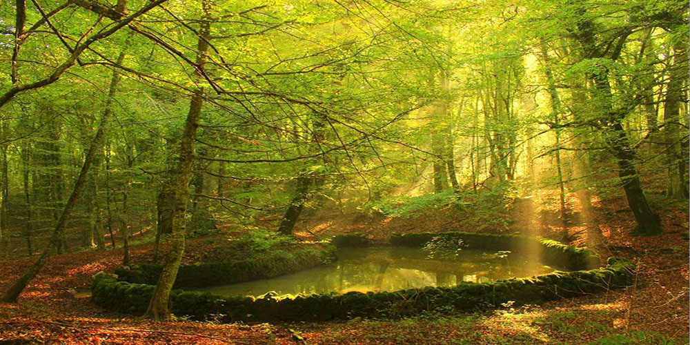Foresta Umbra – Gargano
